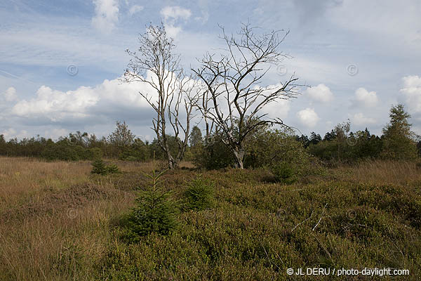 les Hautes Fagnes